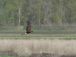 Northern Harrier