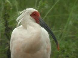 Ibis » Nipponia nippon