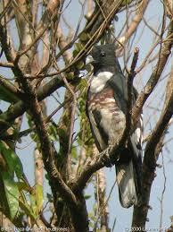 Aviceda leuphotes