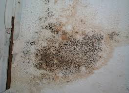 Black Mold