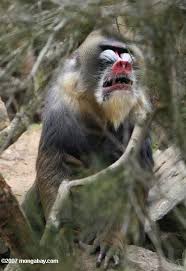(Mandrillus sphinx)