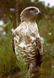 Schlangenadler (Circaetus