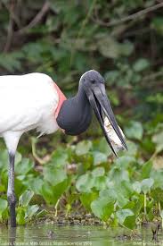 Jabiru (Jabiru mycteria)