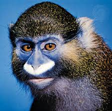 (Cercopithecus cephus) is