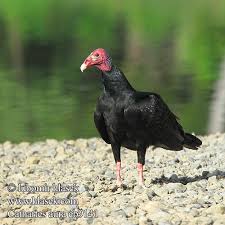 Cathartes aura Turkey Vulture