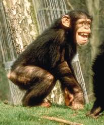 mess with Pan troglodytes