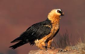 Gypaetus barbatus,