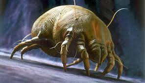 dust mite.jpg