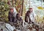 Wushan Macaca Cyclopis