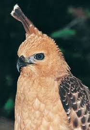 Spizaetus bartelsi is