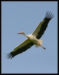 White Stork - Ciconia ciconia