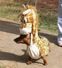 dogs in funny costumes.