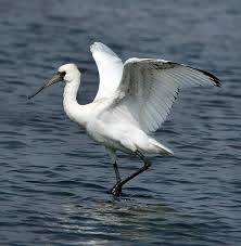 Spoonbill Platalea minor,