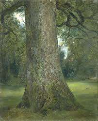 Study of the trunk of an elm tree ...