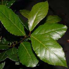 Photo of Bay Laurel Leaf