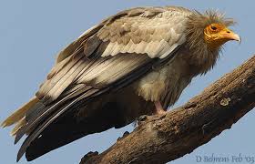 (Neophron percnopterus) is