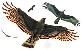 hawk (Buteo albonotatus)