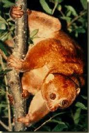 angwantibo