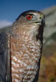 ACCIPITER COOPERII