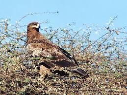 Eagle, Aquila nipalensis