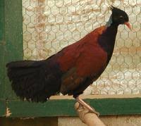 Pheasant