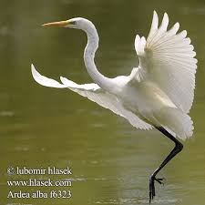 Ardea alba Great White Egret