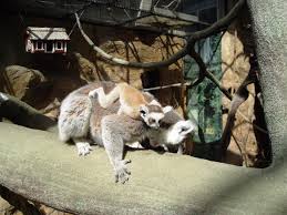 Lemur catta (Ring-tailed Lemur