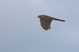 Accipiter nisus in flight.
