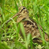 Eurasian Woodcock - Scolopax