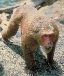 Macaca arctoides
