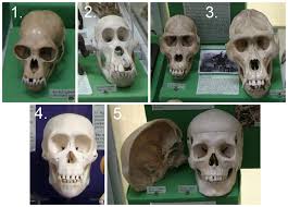 Skull of Hylobates hoolock,