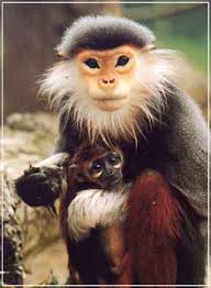 Douc Langur - Pygathrix