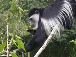 Black-and-white Colobus