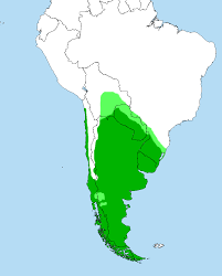 File:Milvago chimango