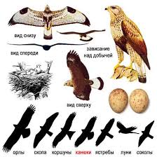 канюк — Buteo lagopus