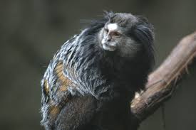 Species: Callithrix kuhlii