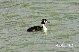 Grebe ( Podiceps cristatus
