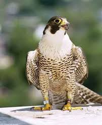Peregrine Falcon