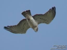 Eagle (Circaetus gallicus)