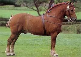 The Suffolk Punch Horse