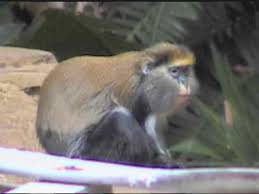 Lowe's Guenon