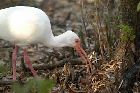 (Eudocimus albus) feeding