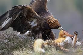 (Aquila chrysaetos)
