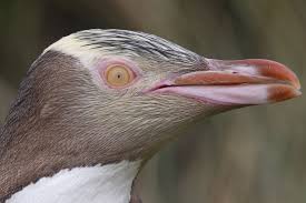 Name: Megadyptes antipodes