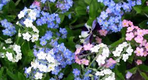 Annual Forget-Me-Nots