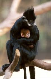 (Trachypithecus francoisi