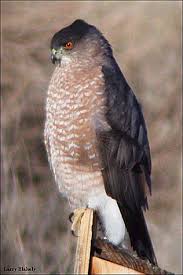 Accipiter: derived