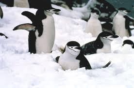 (Pygoscelis antarctica) on