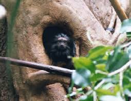 Tamarin (Leontopithecus
