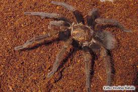Citharacanthus longipes niger